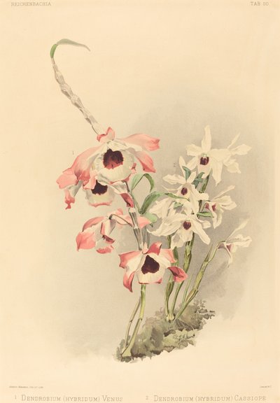Dendrobium Hybridium Venus and Dendrobium Hybridium Cassiope by Joseph Mansell