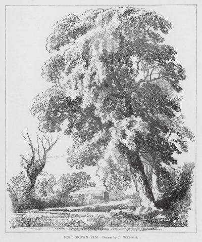 Full-Grown Elm by Joseph Needham