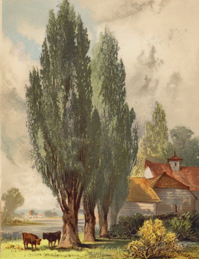 Lombardy Poplars, English Scene by Joseph Needham
