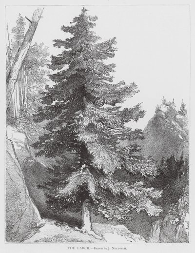 The Larch by Joseph Needham