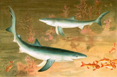 Blue Shark by Joseph Smit