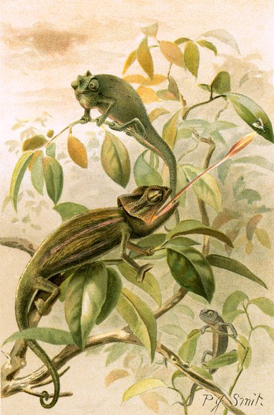 Chameleons by Joseph Smit