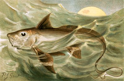 Chimaera by Joseph Smit