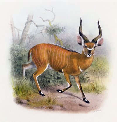 The Broad Horned Antelope, from 
