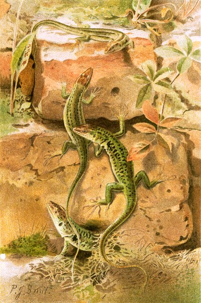 Wall lizards by Joseph Smit
