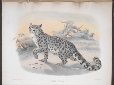 Snow Leopard, from 
