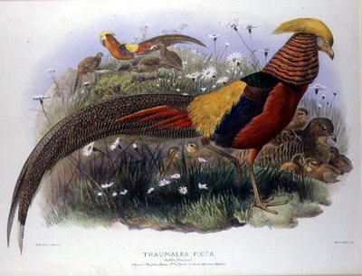 Thaumalea picta (Golden Pheasant) engraved by M. & N. Hanhart by Joseph and Smit J. Wolf