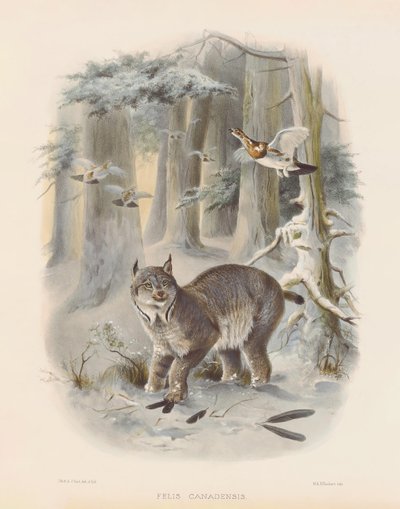 Canadian Lynx by Joseph Wolf