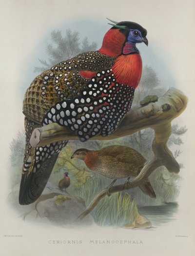 Crimson Bellied Tragopan, Engraved by M. & N. Hanhart by Joseph Wolf & J. Smit by Joseph Wolf