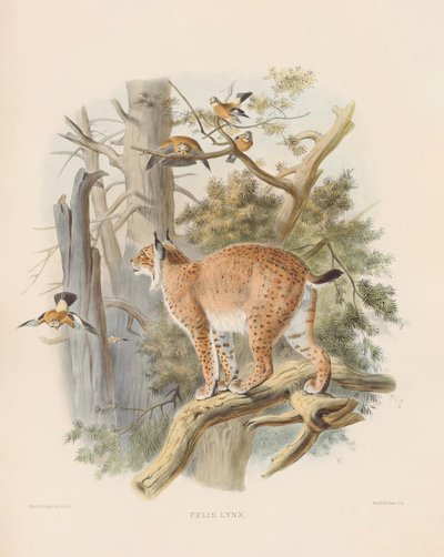 Eurasian Lynx by Joseph Wolf