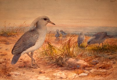 Kagu (Rhinochetus jubatus), c.1851-76 by Joseph Wolf