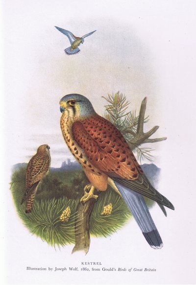 Kestrel, Nature in Britain by Joseph Wolf