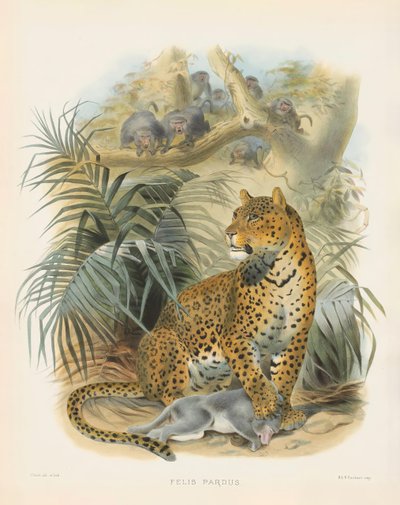 Leopard by Joseph Wolf