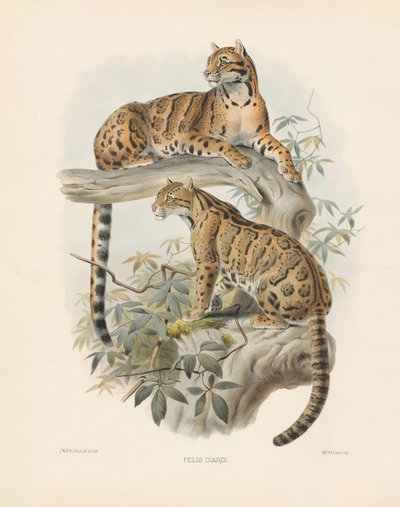 Marbled Cat by Joseph Wolf