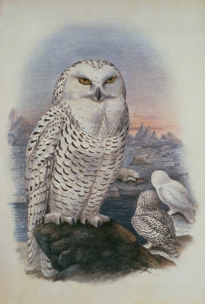 Snowy Owl, Nyctea Nivea by Joseph Wolf