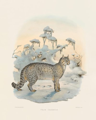 Steppe Lynx (Felis caudatus) by Joseph Wolf