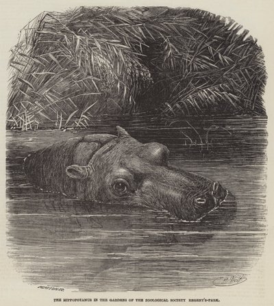 The Hippopotamus in the Gardens of the Zoological Society, Regent