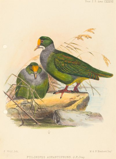 Two Birds by Joseph Wolf