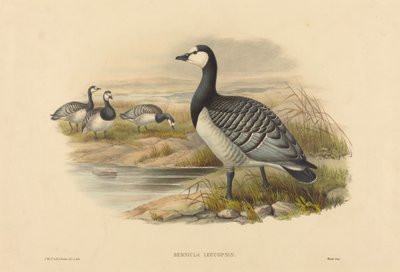 Barnacle Goose (Bernicla Leucopsis) by Joseph Wolf and H.C. Richter