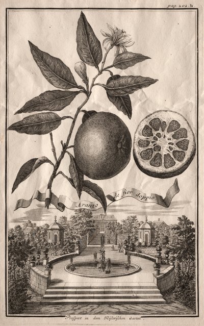 Nurnbergische Hesperides: Aranzo de fior doppio by Joseph de Montalegre