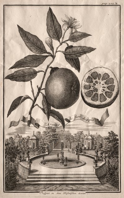 Nurnbergische Hesperides: Aranzo de fior doppio by Joseph de Montalegre