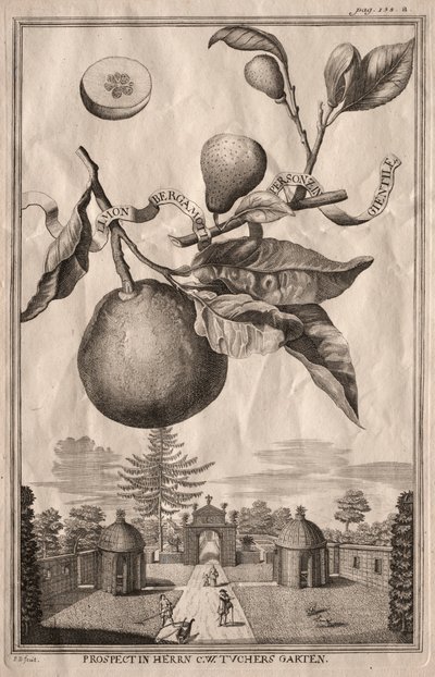 Nuremberg Hesperides: Bergamot Lemon, 1714 by Joseph de Montalegre