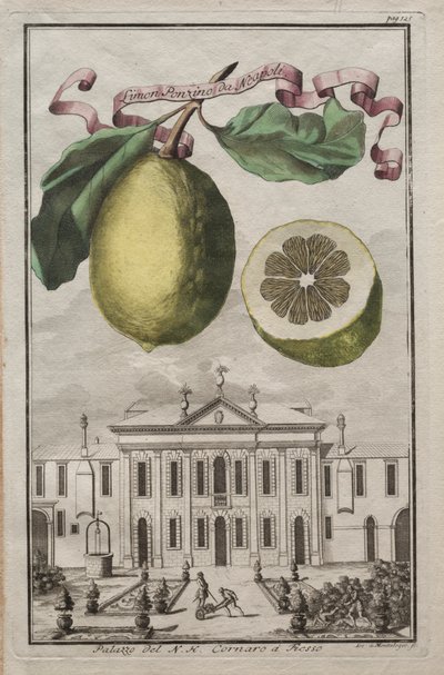 Nurnbergische Hesperides: No125 - Limon Ponzino da Neapoli. Palazzo del N. H. Cornaro à Fiesso by Joseph de Montalegre