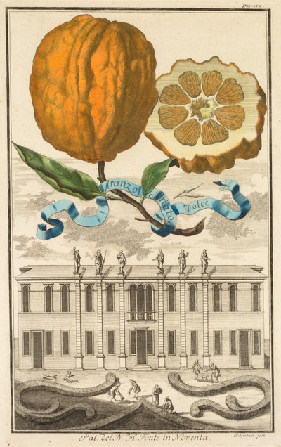 Nurnbergische Hesperides: No185 - Aranzo Striato dolce. Palazzo del N. H. Fonte in Noventa, c1708 by Joseph de Montalegre