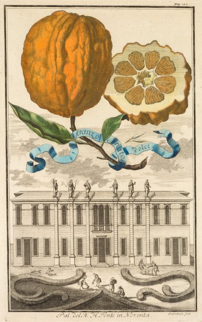 Nurnbergische Hesperides: No. 185 - Aranzo Striato dolce. Palazzo del N. H. Fonte in Noventa by Joseph de Montalegre