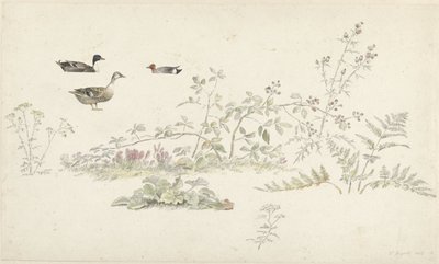 Study Sheet with Plants and Waterfowl by Josephus Augustus Knip
