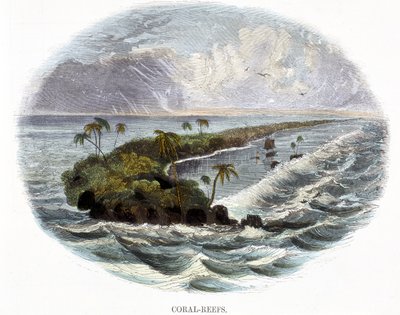 Coral-Reefs, from Phenomena of Nature by Josiah Wood Whymper