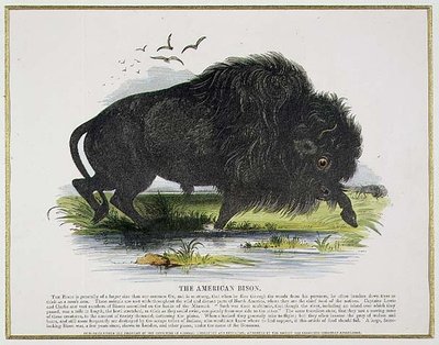 The American Bison, educational illustration pub. by the Society for Promoting Christian Knowledge by Josiah Wood Whymper