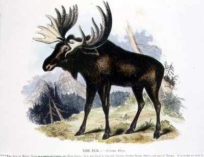 The Elk (Cervus alces) educational illustration by Josiah Wood Whymper