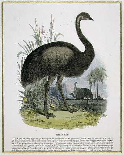 The Emu, Educational Illustration Pub. by the Society for Promoting Christian Knowledge by Josiah Wood Whymper