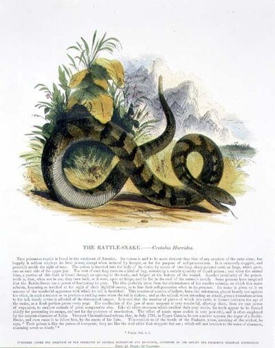 The Rattle-Snake (Crotalus horridus), Educational Illustration Published by the Society for Promoting Christian Knowledge by Josiah Wood Whymper
