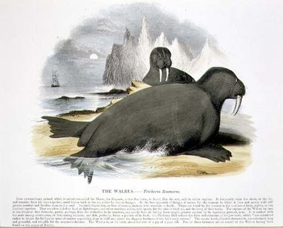 The Walrus (Trichecus rosmarus) educational illustration pub. by the Society for Promoting Christian Knowledge by Josiah Wood Whymper