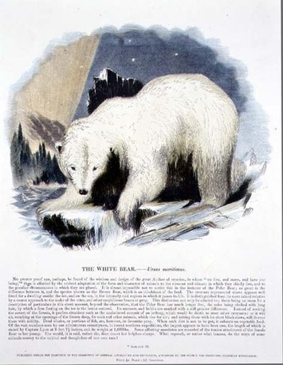 The White Bear (Ursus maritimus) educational illustration by Josiah Wood Whymper