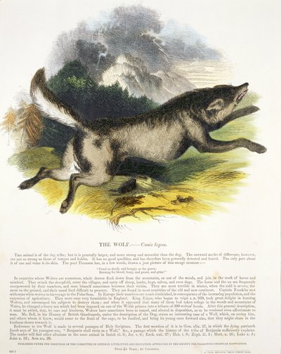 The Wolf (Canis lupus) educational illustration pub. by the Society for Promoting Christian Knowledge, 1843 by Josiah Wood Whymper
