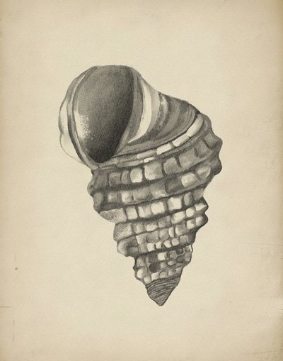Detailed Spiral Shell by Josie George