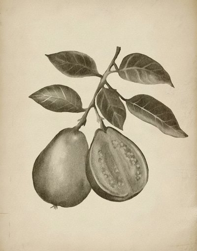 Guava Botanical Study by Josie George