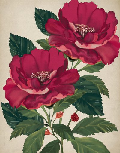 Rose of Providence by Josie George