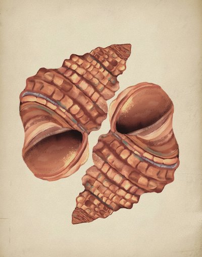 Two Conch Shells by Josie George