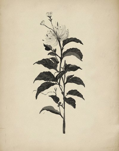 Vintage Botanical Illustration by Josie George