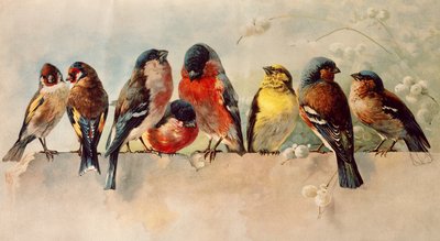 Birds by Josse Photo