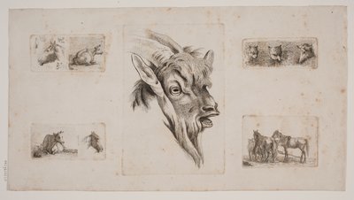 Horses, Cows, Cats, and a Goat