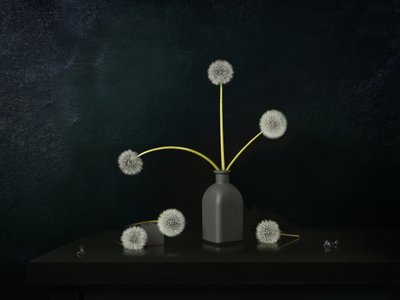 Dandelion Still Life by Juan Antonio Palacios