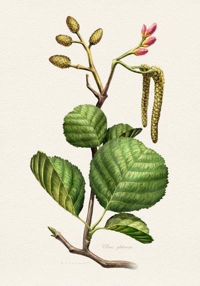 Alder Botanical Study by Juan Hernaz