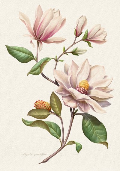 Blushing Magnolia Blooms by Juan Hernaz