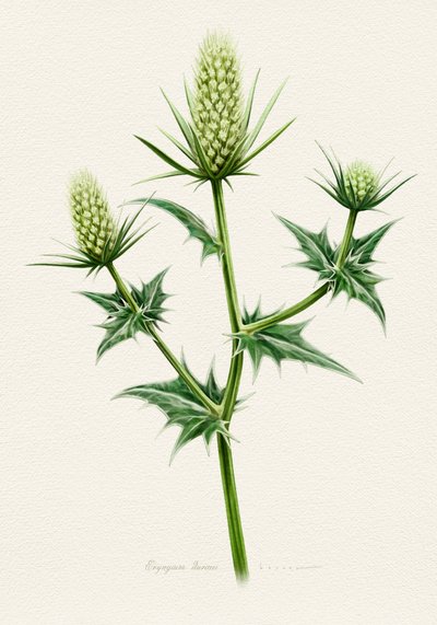 Botanical Sea Holly by Juan Hernaz