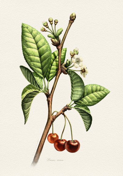 Sweet Cherry Botanical Branch by Juan Hernaz